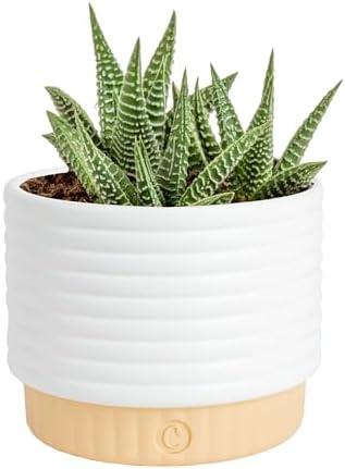 Costa Farms Succulent, Live Indoor Plant, Easy Care, Home Decor by Unknown