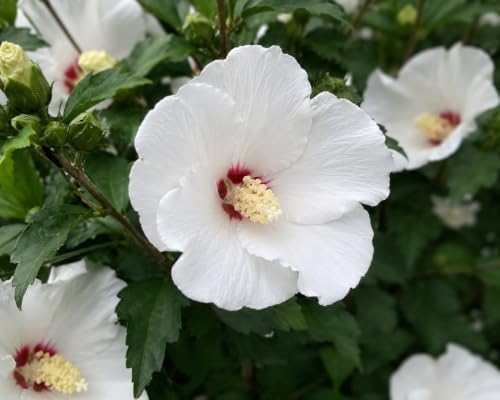 2 White Rose of Sharon Shrubs 6-12" Tall Live Plants, 3.5in Pot (2 Pack) by Unknown