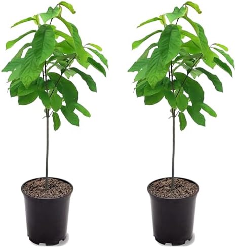 Paw Paw Tree Seedlings, 1 gal Nursery Pot, 2 Trees by Unknown
