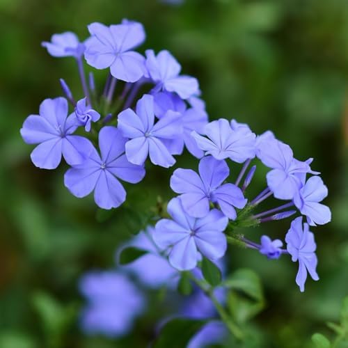 2 Blue Plumbago Live Plants, 4-8'' Tall Blue Plumbago Plant Vine Shrub - Image 5
