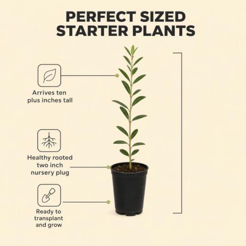ragnaroc Arbequina Olive Tree Live Plant, 2-Inch Plug, 10+ Inches Tall, 4ct - Image 3