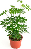 Shop Succulents Heptapleurum Arboricola, Live Indoor Plant, Low Maintenance Dwarf Umbrella Tree, Ideal for Home Decor, Office, and Room Enhancement, 6 Inch Nursery Pot by ShopSucculents