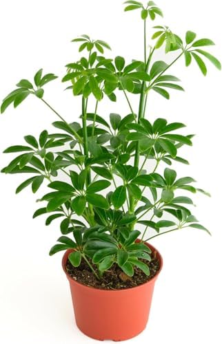 Shop Succulents Heptapleurum Arboricola, Live Indoor Plant, Low Maintenance Dwarf Umbrella Tree, Ideal for Home Decor, Office, and Room Enhancement, 6 Inch Nursery Pot by ShopSucculents