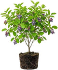 Serviceberry Tree Live Plant, Dormant, Outdoor Berry Plant, 4-8 Inch Tall by HILROQG
