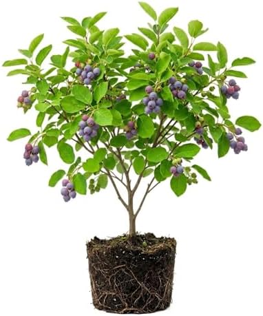 Serviceberry Tree Live Plant, Dormant, Outdoor Berry Plant, 4-8 Inch Tall by HILROQG