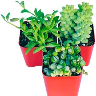 Succulents Plants Live 3-Pack of 2 Hanging Plants Starter Pack, Live Succulent Plants Fully Rooted in Planter Pots with Succulent Soil Mix by The Succulent Cult - Image 2