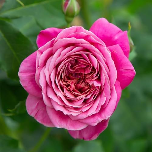 Heirloom Floribunda Roses, Live Own Root Plant, Queen of Elegance™ by HeirloomRoses