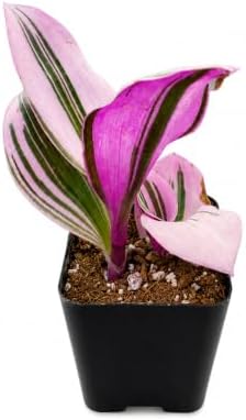 2" Live Succulent Tradescantia Nanouk, Easy Care by FleshyFlora
