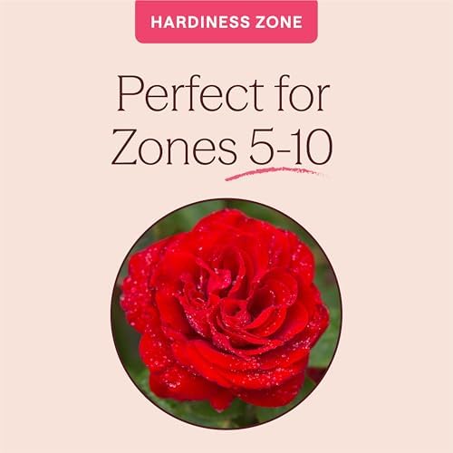 Heirloom Floribunda Roses, Live Own Root Plant, Oh My!™ - Image 5