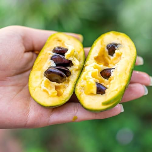 Paw Paw Tree Seedlings, 1 gal, Nursery Pot - Image 3