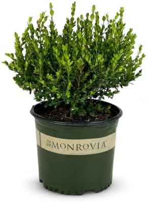 Monrovia Winter Gem Boxwood, Live Evergreen Shrub, 3 Gallon by BloomingBeautiful