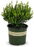 Monrovia Winter Gem Boxwood, Live Evergreen Shrub, 3 Gallon by BloomingBeautiful