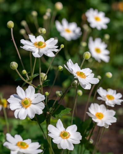 Perennial Farm Anemone x Hybrida 'Whirlwind' – Live Windflower in #1 Container, Semi-Double White Blooms, Long Blooming, Deer Resistant, Great for Borders, Shade Gardens & Pollinator Habitats by PerennialFarmMarketplace