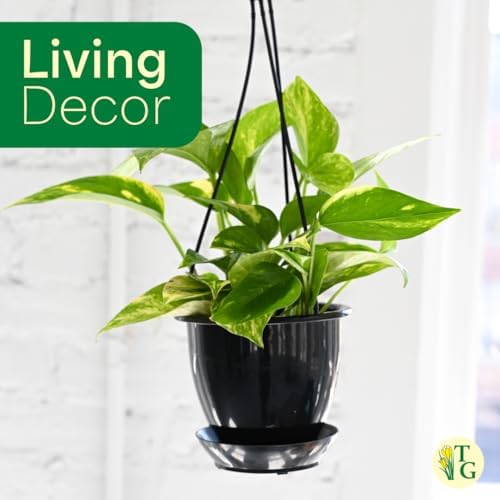 Live Golden Pothos, Indoor Vining Plant, Easy to Grow, 4" Pot - Image 5