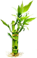 3 Stalks Lucky Bamboo Plants Indoor Live - Multi-Height Set (2x4 & 1x6) for Good Luck & Prosperity - Easy Care Houseplant, Home Office Decor Gift Ready by Yagaliga