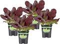 Bonnie Plants Red Lettuce 19.3 oz. 4-pack by BonniePlants