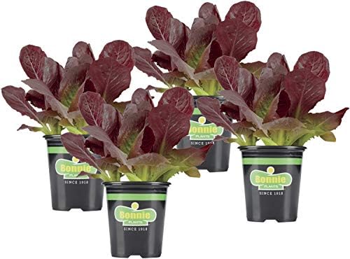 Bonnie Plants Red Lettuce 19.3 oz. 4-pack by BonniePlants