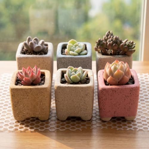 12-Pack 1.6" Modern Square Succulent Pots with Large Drainage Hole - Rustic Morandi Stone Textured Ceramic Planters, Mini Pots for Air Plants, Fairy Gardens (Sage Green) - Image 6