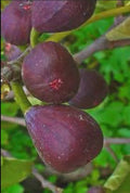 Ficus carica ‘Little Ruby’ Dwarf Fig Tree – Compact Hardy Fig – Sweet Amber Mauve Fruit – Strawberry Pink Center – Great for Containers & Bonsai by Japanese+Maples+and+Evergreens