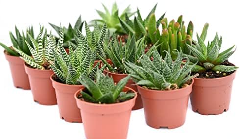Live Indoor Succulent Plants – 2-inch Assorted Small Succulent – Real Fully Rooted Indoor Succulent Plants (12) by SucculentMarket