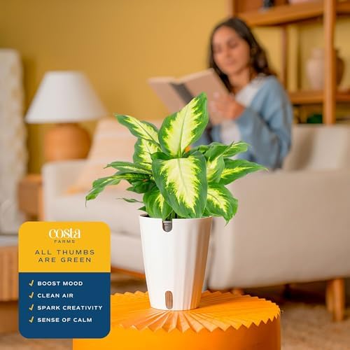 Costa Farms Dieffenbachia, Live Indoor Plant, Easy Care, Home Decor - Image 5