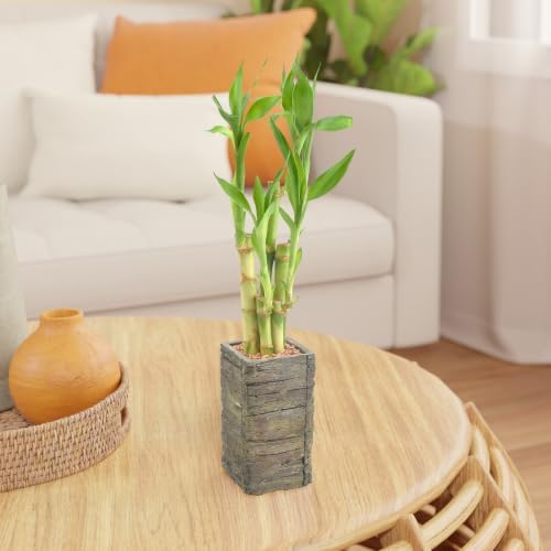 Arcadia Garden Products LV25 5-Stem Lucky Bamboo, Live Indoor Plant in Aged Wood Planter for Home, Work, or Gift, Dark ***Cannot Ship to Hawaii** - Image 6