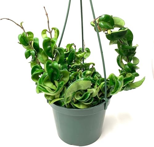 6" Hoya Compacta aka Hoya Hindu Rope in Hanging Pot Live Hoya Plant Air-Purifying Plant(Hoya Compacta, 6" Hanging Pot with Multiple Plants, Very Short Right Now) - Image 3