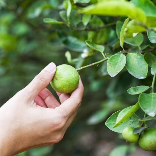 Brighter Blooms Key Lime Tree, 5-6 ft. - Image 2