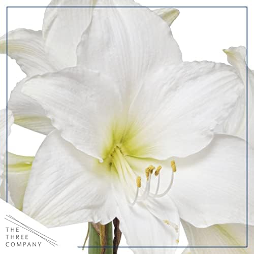 Waxed Amaryllis Bulb - Yellow Wax, White Blooms - Easy Care - No Watering Needed! Beautiful Spring Décor - Image 2