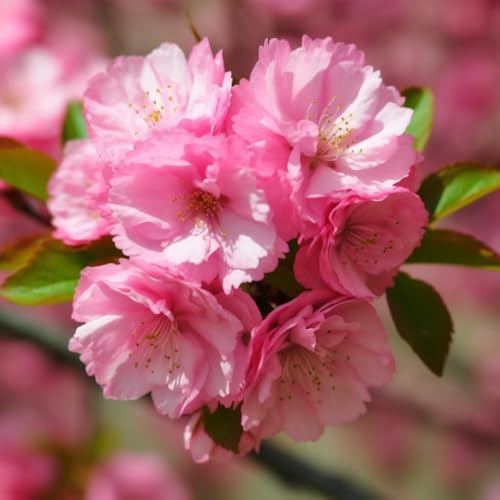 2 Pink Flowering Almond Shrubs - 6-12" Tall Live Plants - Quart Pots - Image 5