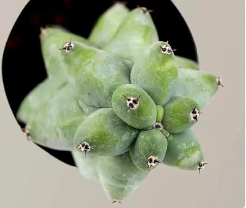 Live Boobie Cactus Plant 5~6 inches Tall (Myrtillocactus geometrizans ‘Fukurokuryuzinboku’) – Rare Collector Plant/Bare Root - Image 2