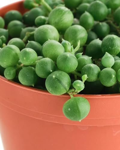 Shop Succulents String of Pearls Hanging Succulent, Senecio Rowleyanus, Fully Rooted Live 4" Succulent Plant, Low Maintenance Indoor Plant, Hardy Succulents, Trailing Succulents, Gift & Garden - Image 2