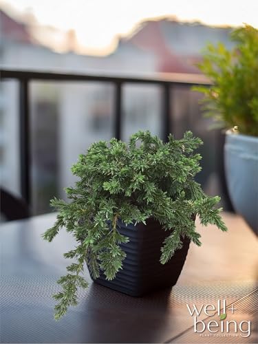 Nature’s Way Farms Juniper Blue Pacific Evergreen Outdoor Groundcover (8-20in Tall) in 2 Quart Grower Pot - Image 4