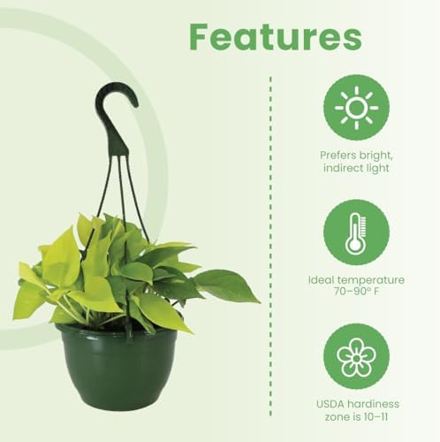 American Plant Exchange Neon Pothos – Live 8-Inch Hanging Basket, Bright Green Trailing Vine, Easy-Care Air Purifying Houseplant for Hanging Planters, Shelves & Indoor Home or Office Décor - Image 7