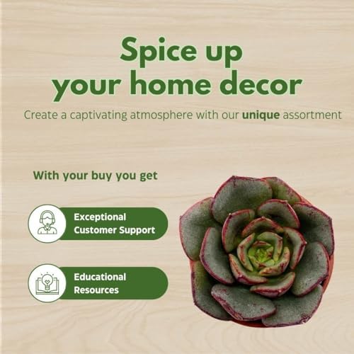 BubbleBlooms Teacup Succulent Assortment, 6 Different Plants in 1 inch pots with Tiny Saucers - Image 7