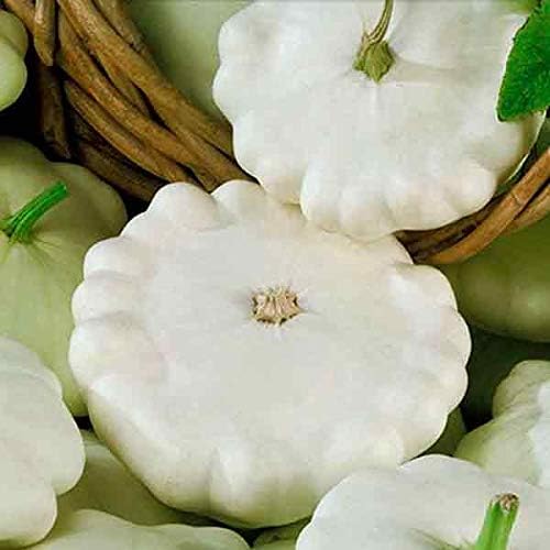 Seeds Vegetable White Patty Pan Squash Scallop Zucchini - 30 Seeds - Image 2