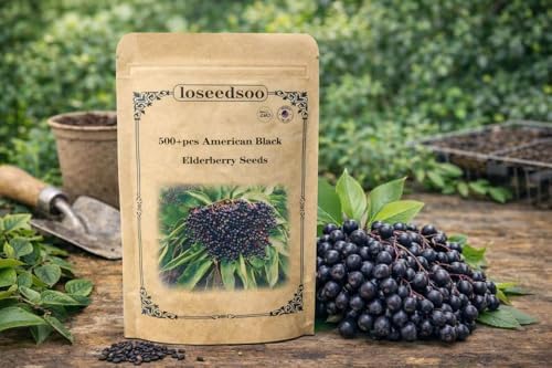 Elderberry Seeds - American Black Elderberry Seeds 500+ for Planting – Sambucus Canadensis Berry Seeds, Non-GMO Heirloom Fruit Shrub Seeds for Garden & Outdoor Growing, loseedsoo - Image 2