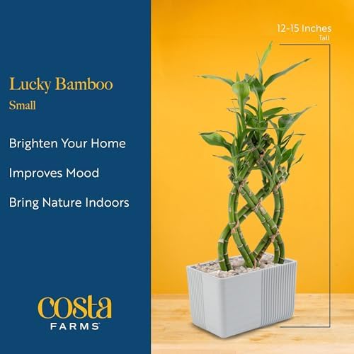 Costa Farms Lucky Bamboo, Live Indoor Plant, Easy Care, Home Decor - Image 3