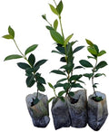 Daisy Ship Star Jasmine Fast-Growing Climber - 4 x 2 inch Bags by DaisyShip