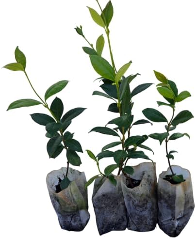 Daisy Ship Star Jasmine Fast-Growing Climber - 4 x 2 inch Bags by DaisyShip