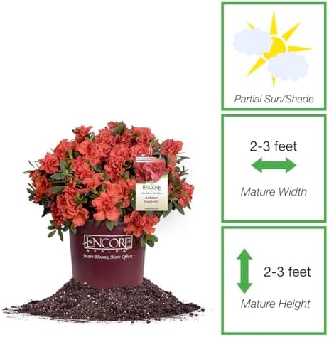 Perfect Plants Autumn Embers Encore Azalea, 1 Gallon, Live Shrub - Image 3