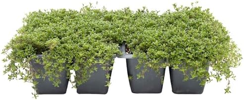 12 Red Creeping Thyme in 2.5" Cubes | Live Fragrant Evergreen Groundcover with Bright Purple-Pink Bloom | Low-Growing Perennial Herb for Containers, Pathways & Landscaping (Thymus praecox ‘Coccineus’) by CitronellaKing