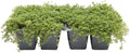 12 Red Creeping Thyme in 2.5" Cubes | Live Fragrant Evergreen Groundcover with Bright Purple-Pink Bloom | Low-Growing Perennial Herb for Containers, Pathways & Landscaping (Thymus praecox ‘Coccineus’) by CitronellaKing