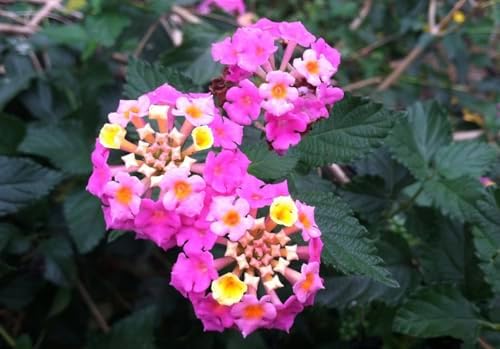 Lantana Plants Live - Carlos Pack of 3 Lantana Live Plants for Planting - 4-6 Inches Tall - Attracts Butterflies, Perfect for Containers, Low Maintenance - Image 4