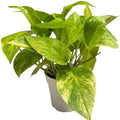 Pothos Live Indoor Plant, 4 inch Pot, Variegated White and Green Leaves - Easy to Care for - Perfect for Indoor and Outdoor Home Decor, Office, and Gift (Neon Queen Pothos) by hopewindplants