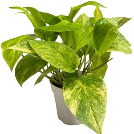 Pothos Live Indoor Plant, 4 inch Pot, Variegated White and Green Leaves - Easy to Care for - Perfect for Indoor and Outdoor Home Decor, Office, and Gift (Neon Queen Pothos) by hopewindplants
