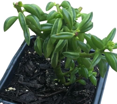 Succulent Taco Plant (Peperomia axillaris) in 2.5 inch Pot - Image 4