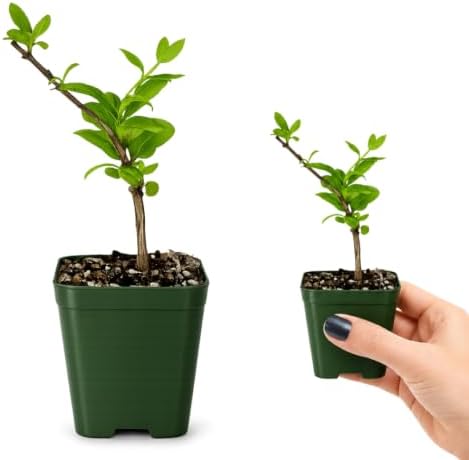 Honeysuckle Plant Live, White Fragrant Japanese Climbing Vine, 2-Inch Pot - Image 3
