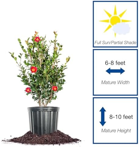 Perfect Plants Yuletide Sasanqua Camellia, 1 Gallon, Live Plant - Image 2
