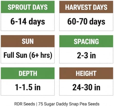 75 Sugar Daddy Snap Pea Seeds for Planting - Stringless, No-Trellis Bushy Vines, Heirloom, Non-GMO, USA Grown by RDR Seeds - Image 4